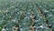 heads of cabbage in the field during ripening