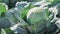 heads of cabbage in the field during ripening