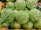 Heads of cabbage of a new crop on the counter of the farmers market