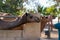 Heads of camels in camel park, Larnaca, Cyprus