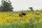 Heads of cattle feeding amid Senecio brasiliensis flowers 01