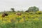 Heads of cattle feeding amid Senecio brasiliensis flowers 03