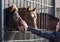 The heads of cute horses closeup in the park.