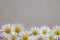 Heads of daisies on a gray natural background. A Daisy frame with a copy of the text space.