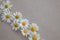 Heads of daisies on a gray natural background. A Daisy frame with a copy of the text space.