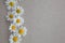 Heads of daisies on a gray natural background. A Daisy frame with a copy of the text space.