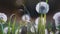 Heads of dandelion flower slightly moved by the wind, sunlight flares and round bokeh playing in background