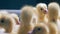 Heads of fussing and quacking baby ducks in a close up. Poultry, poultry farming, poultry industry concept.
