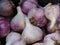 Heads of garlic. Garlic. Photography of large heads of garlic isolated on dark