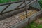 Heads of garlic and golden onions are dried on wooden boards in greenhouses, harvesting