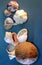 Heads of garlic, sea shells and coconut - still life on a background