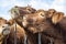 Heads of Limousin cows playfully take hay from each other at the feeding rack