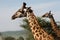 Heads of masai giraffes