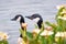 The heads of a pair of Canada geese Branta canadensis visible behind flowers blooming on the shoreline of a lake, Mountain View