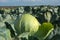 Heads of ripe cabbage in a field in even rows against the blue sky