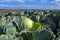 Heads of ripe cabbage in a field in even rows against the blue sky