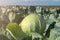 Heads of ripe cabbage in a field in even rows against the blue sky