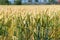 Heads of a summer wheat genus Triticum in blurred background of the huge crop field