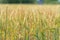 Heads of a summer wheat genus Triticum in blurred background of the huge crop field