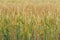 Heads of a summer wheat genus Triticum in blurred background of the huge crop field