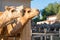 Heads of two camels in camel park, Larnaca, Cyprus