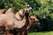 Heads of two camels in the Gobi desert in Mongolia. Close up nose, mouth and eyes of big brown camel heads