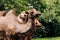 Heads of two camels in the Gobi desert in Mongolia. Close up nose, mouth and eyes of big brown camel heads