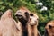 Heads of two camels in the Gobi desert in Mongolia. Close up nose, mouth and eyes of big brown camel heads