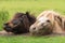 The heads of two miniature horses, peering over a terrace