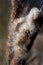 Heads of Typha disintegrate into a cottony fluff from which the seeds disperse by wind