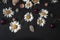 Heads of white daisies, red cherry, pebbles, shells and small a nut on black plywood