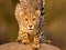 Headshot of adult female Cheetah face crouching on a rock alert Kruger Park South