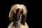 Headshot of Afghan Hound on Black