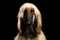 Headshot of Afghan Hound on Black