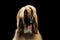 Headshot of Afghan Hound on Black