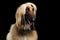 Headshot of Afghan Hound on Black