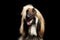 Headshot of Afghan Hound on Black