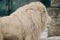 Headshot of African male lion a king of animals