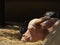 Headshot of albino dwarf buffalo