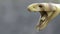 Headshot of Albino King Cobra Snake.