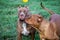 headshot american pitbull terrier The big brown in the lawn looks scary, but the pitbull actually has a cute, playful character