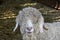 Headshot of Angora sheep