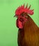 Headshot of Ardennaise rooster