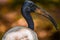 Headshot of a beautiful black necked stork bird