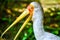 Headshot of a beautiful black necked stork bird
