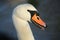 A headshot of a beautiful Mute swan, Cygnus olor, with water droplets on its head and neck with an open beak.