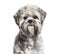 Headshot of a black and white groomed Lhasa Apso, isolated