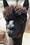 Headshot of brown alpaca with inquisitive expression