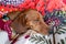 Headshot of a brown short-haired dachshund sleeping peacefully wrapped in reddish blankets