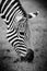 A Headshot of a Burchell\'s Zebra